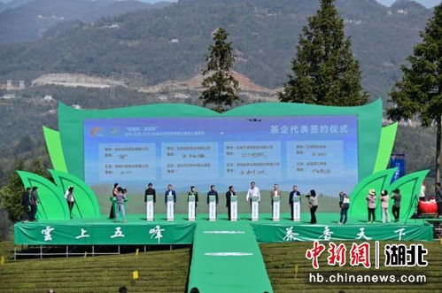 中新网湖北 荆楚购 宜起购 线上春茶节五峰启幕
